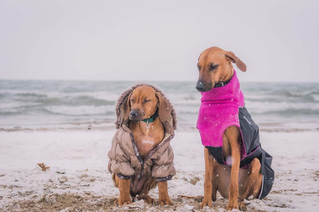 Rhodesian RIdgeback, Puppy, montrose dog beach, chicago, marking our territory, zero