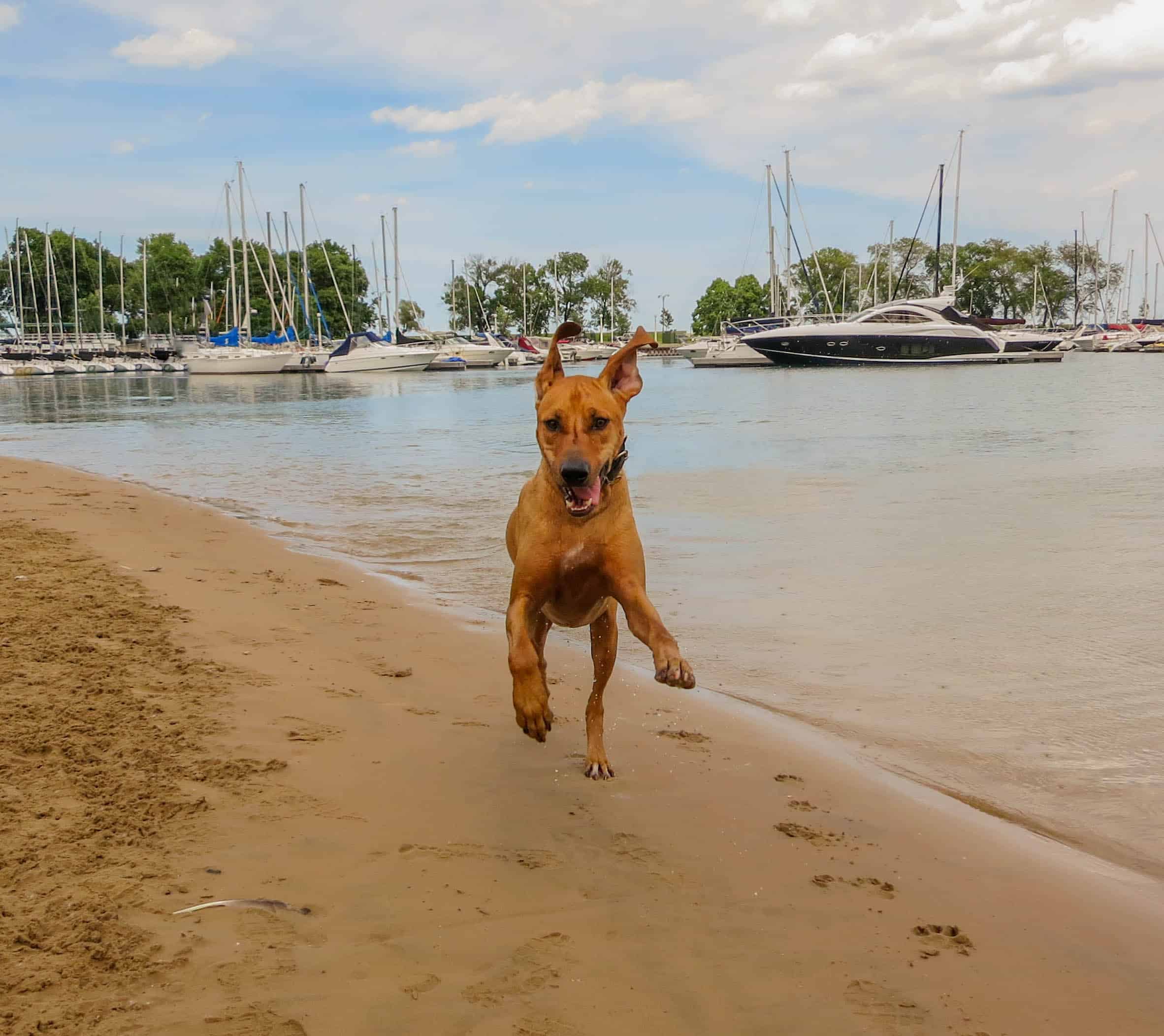 Rhodesian Ridgeback, pet adventure, dog blog, pet blog, marking our territory, petcentric, dog beach