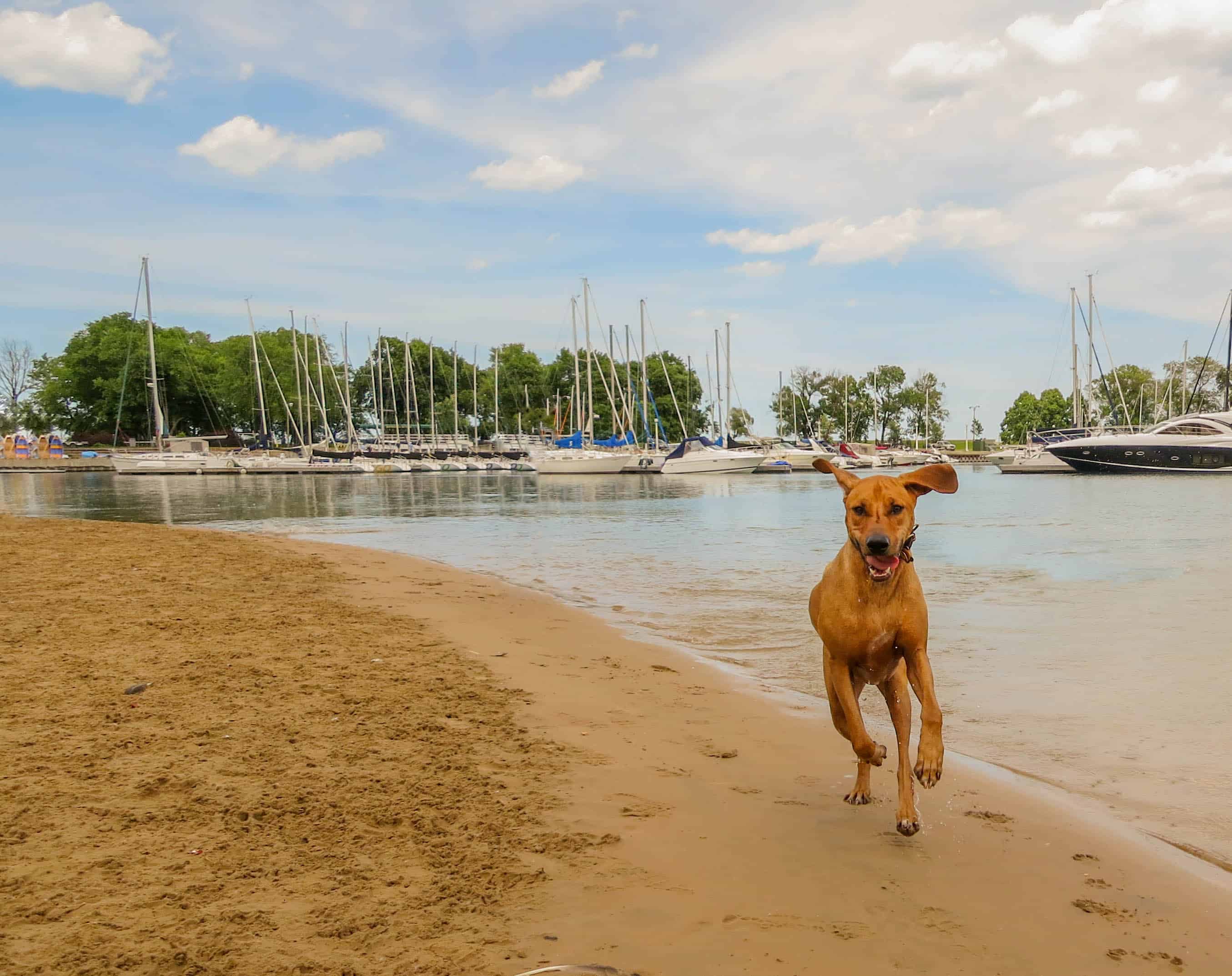 Rhodesian Ridgeback, pet adventure, dog blog, pet blog, marking our territory, petcentric, dog beach