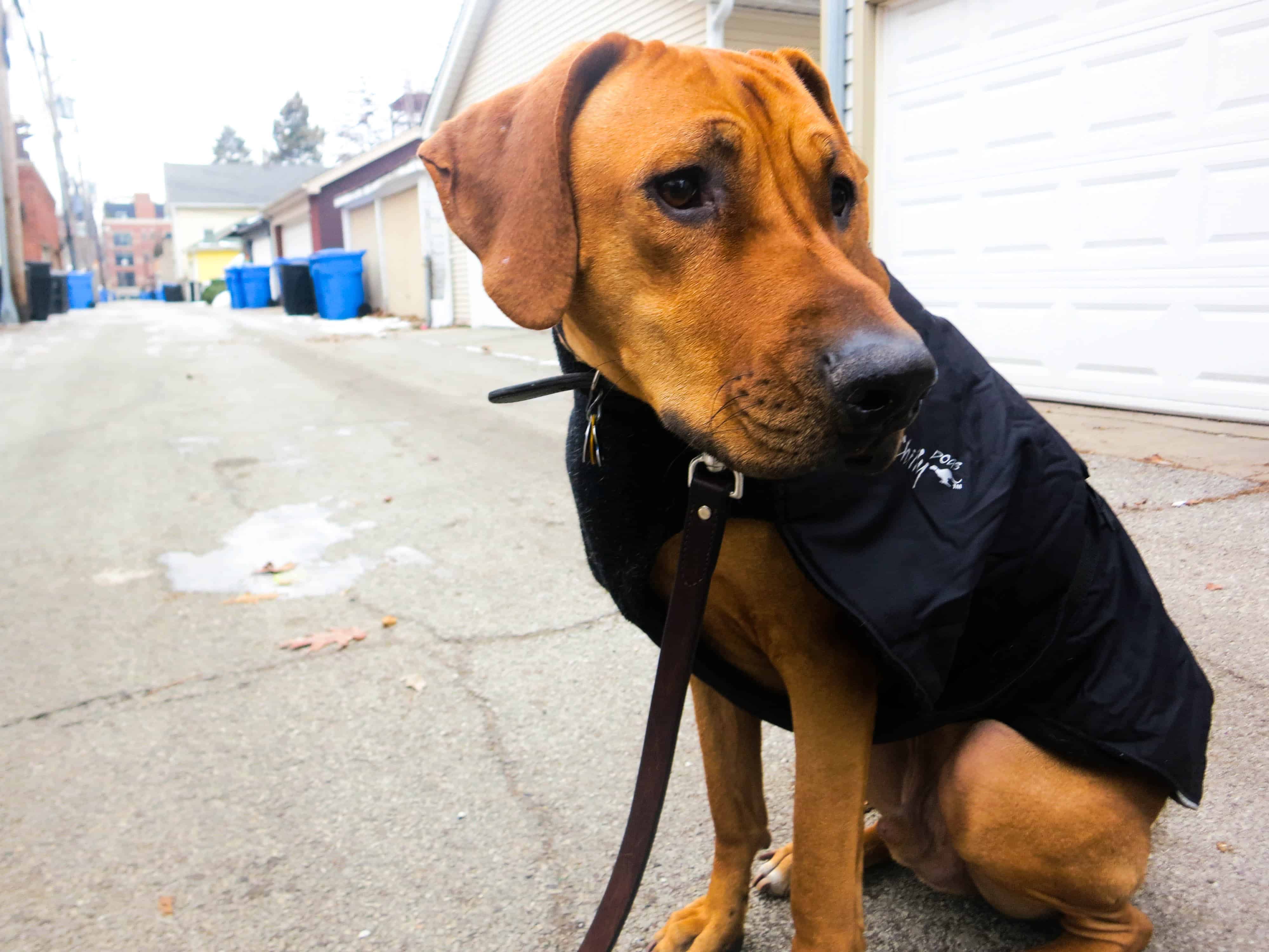 Rhodesian RIdgeback, dog adventure