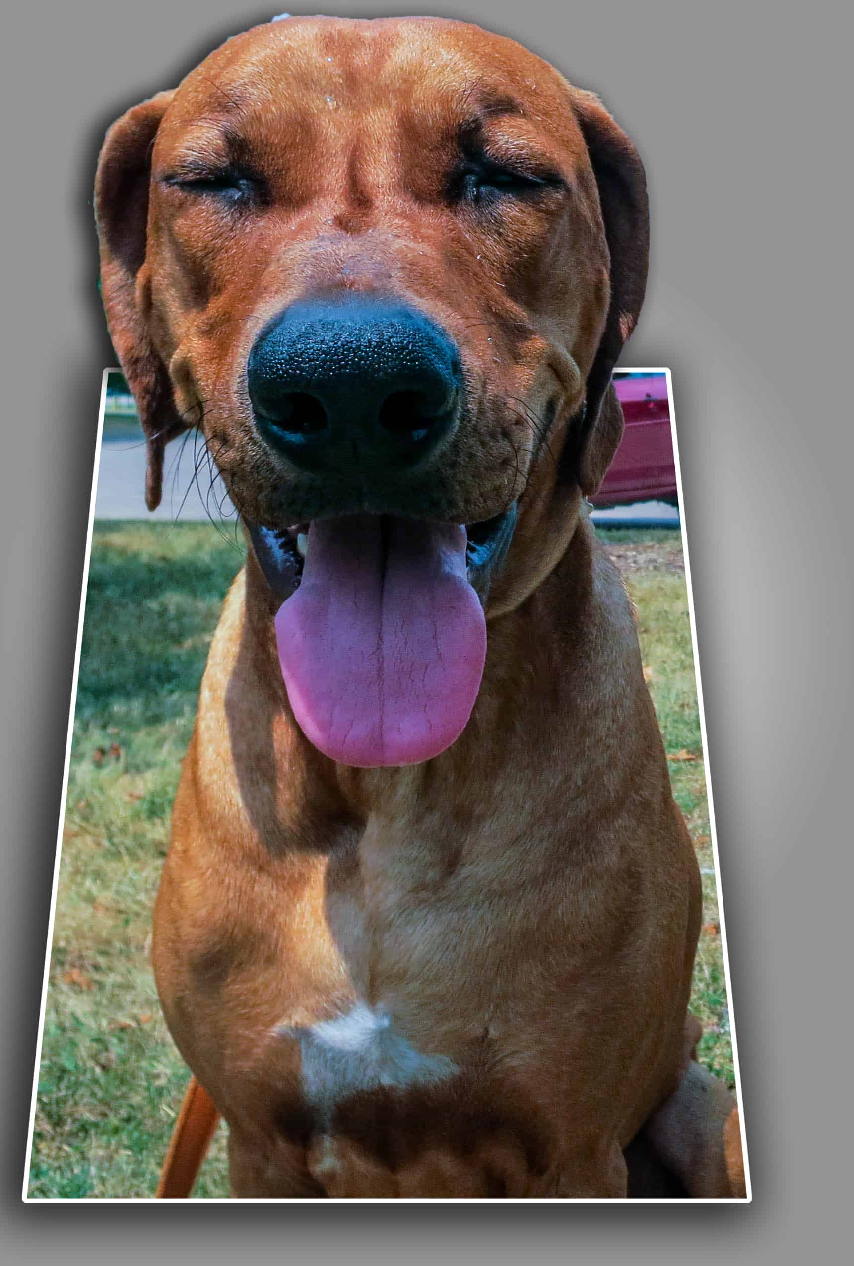 Rhodesian Ridgeback photo