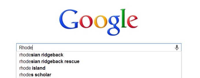 funny, google, dogs, cats, pets