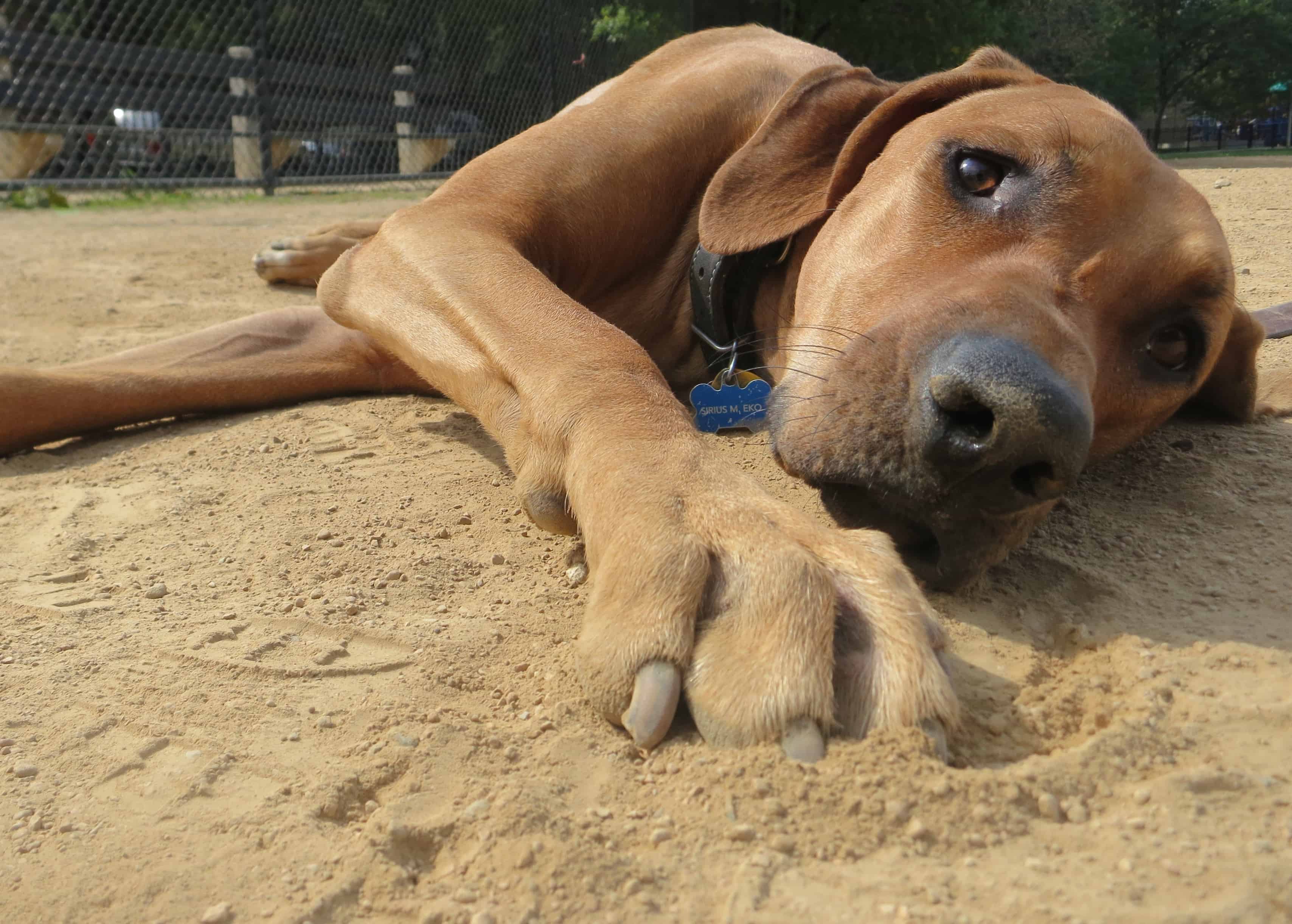 rhodesian ridgeback, pet friendly blog