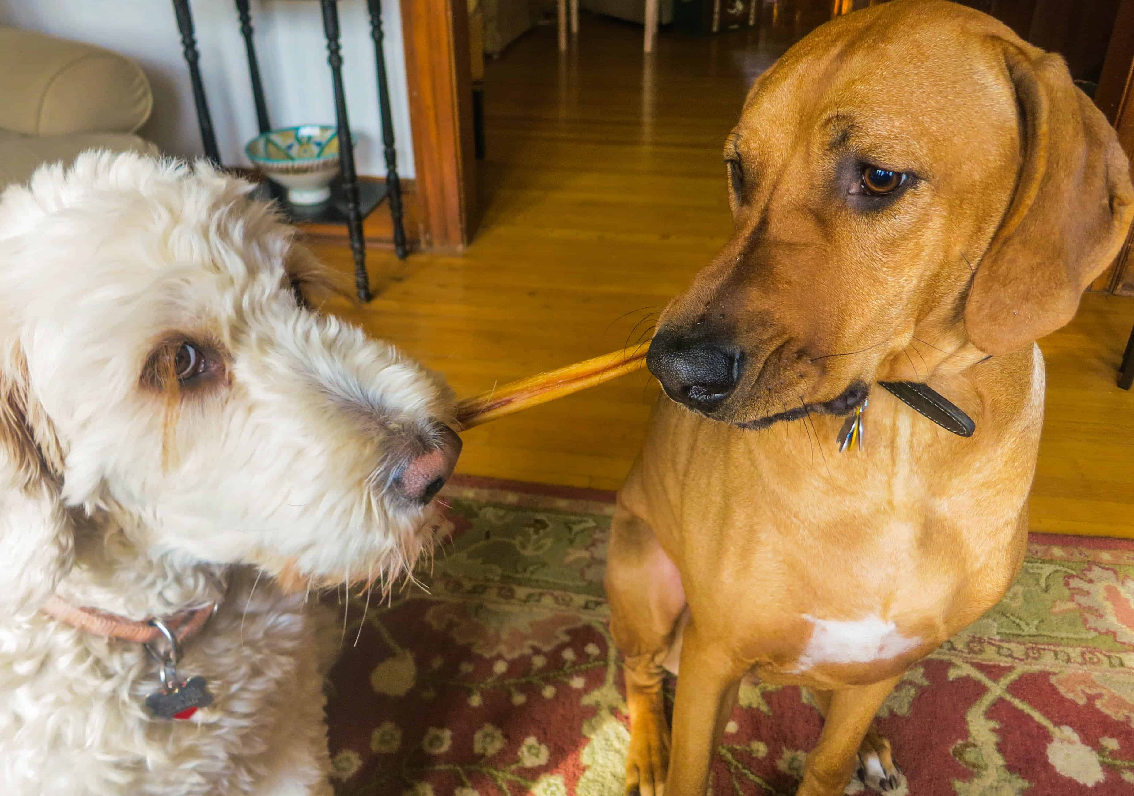 Rhodesian Ridgeback, pet adventure