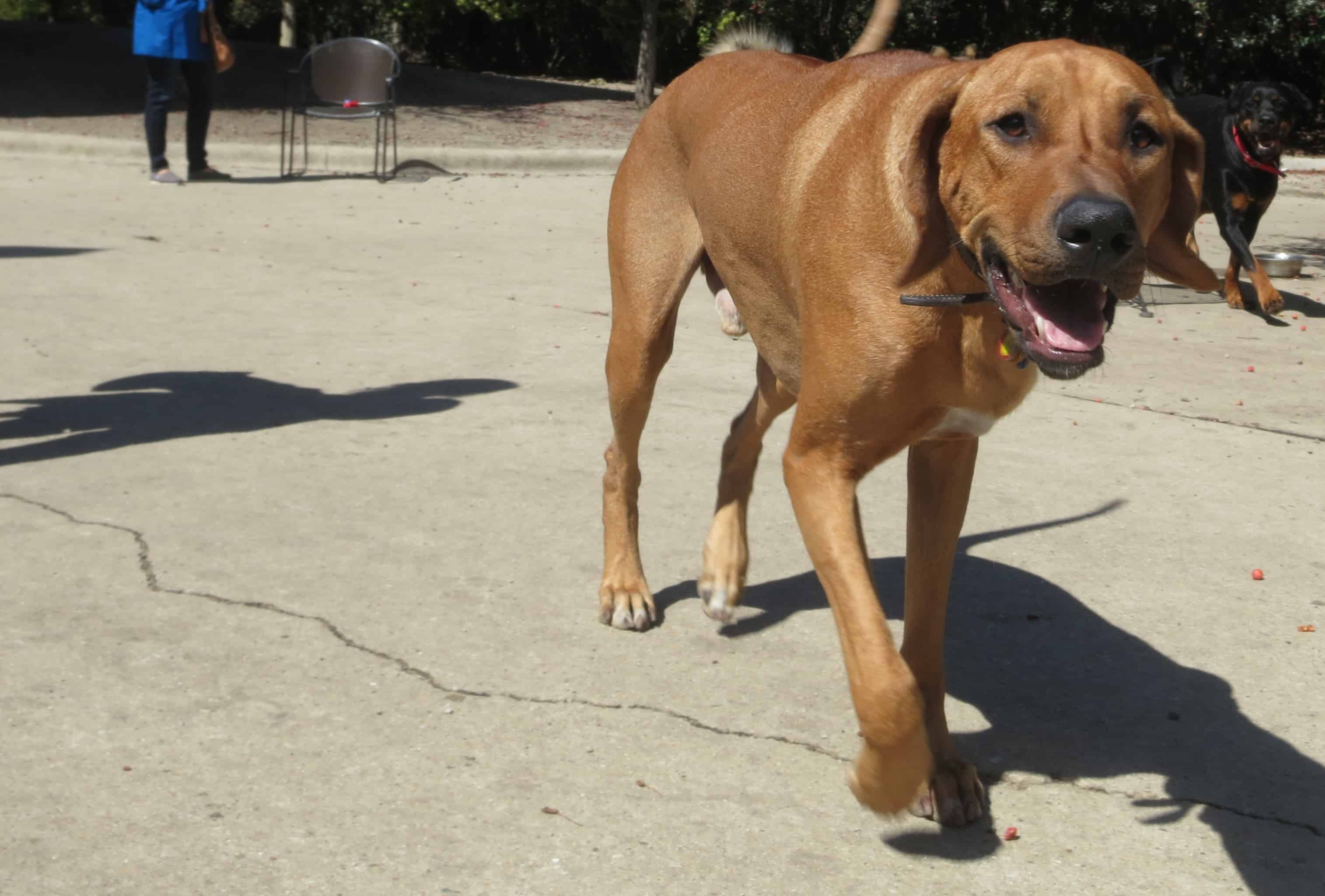 pet friendly blog, dog park, rhodesian ridgeback