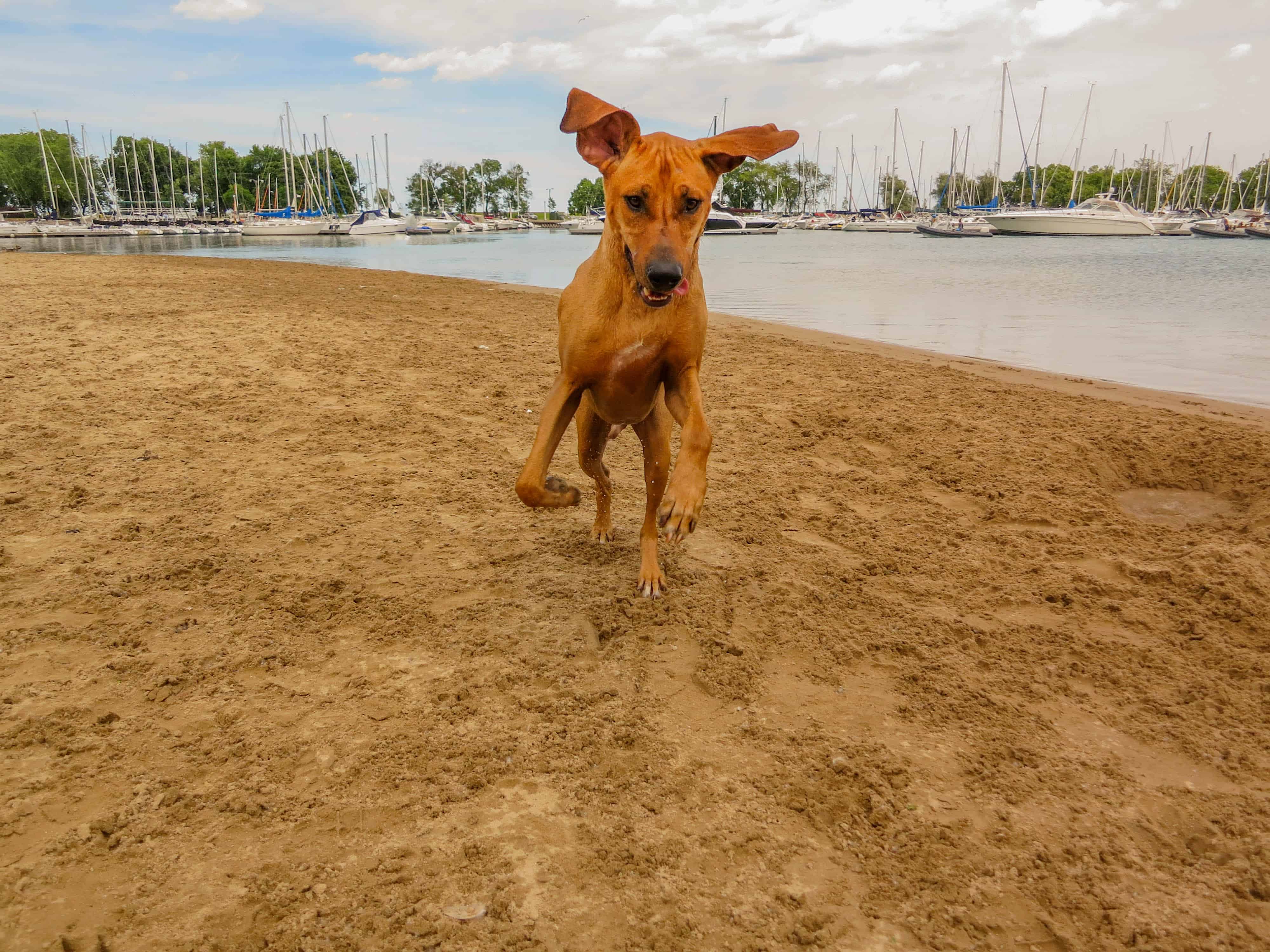 Rhodesian Ridgeback, pet adventure, dog blog, pet blog, marking our territory, petcentric, dog beach