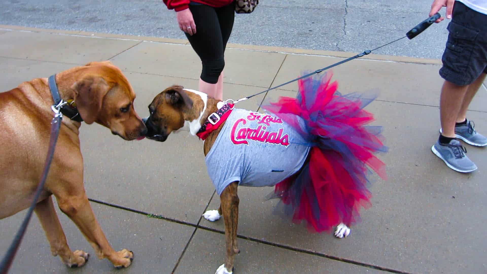 Rhodesian Ridgeback, pet adventure, dog blog, pooches in the ballpark, st louis cardinals, petcentric, marking our territory