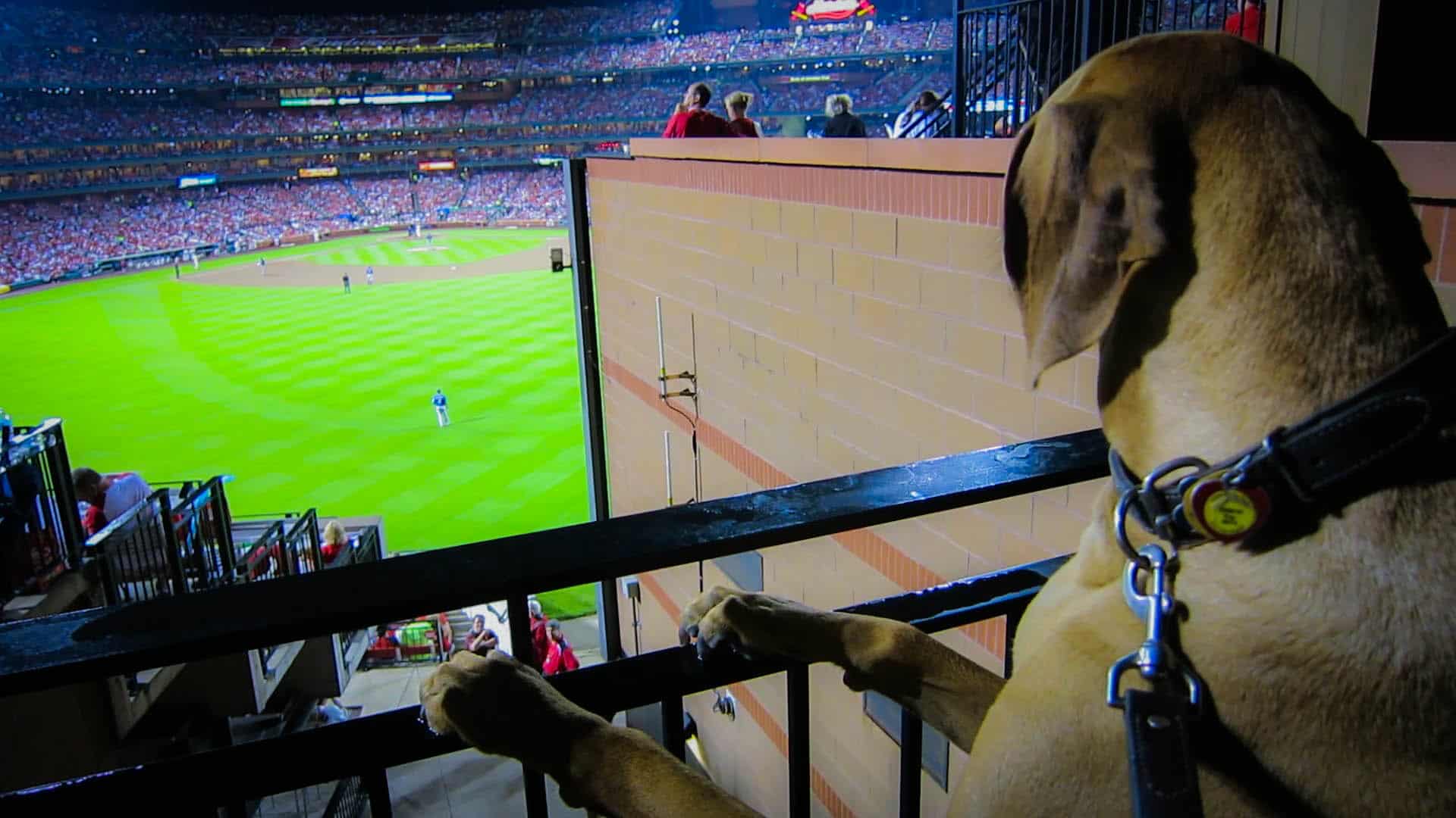 Rhodesian Ridgeback, pet adventure, dog blog, pooches in the ballpark, st louis cardinals, petcentric, marking our territory