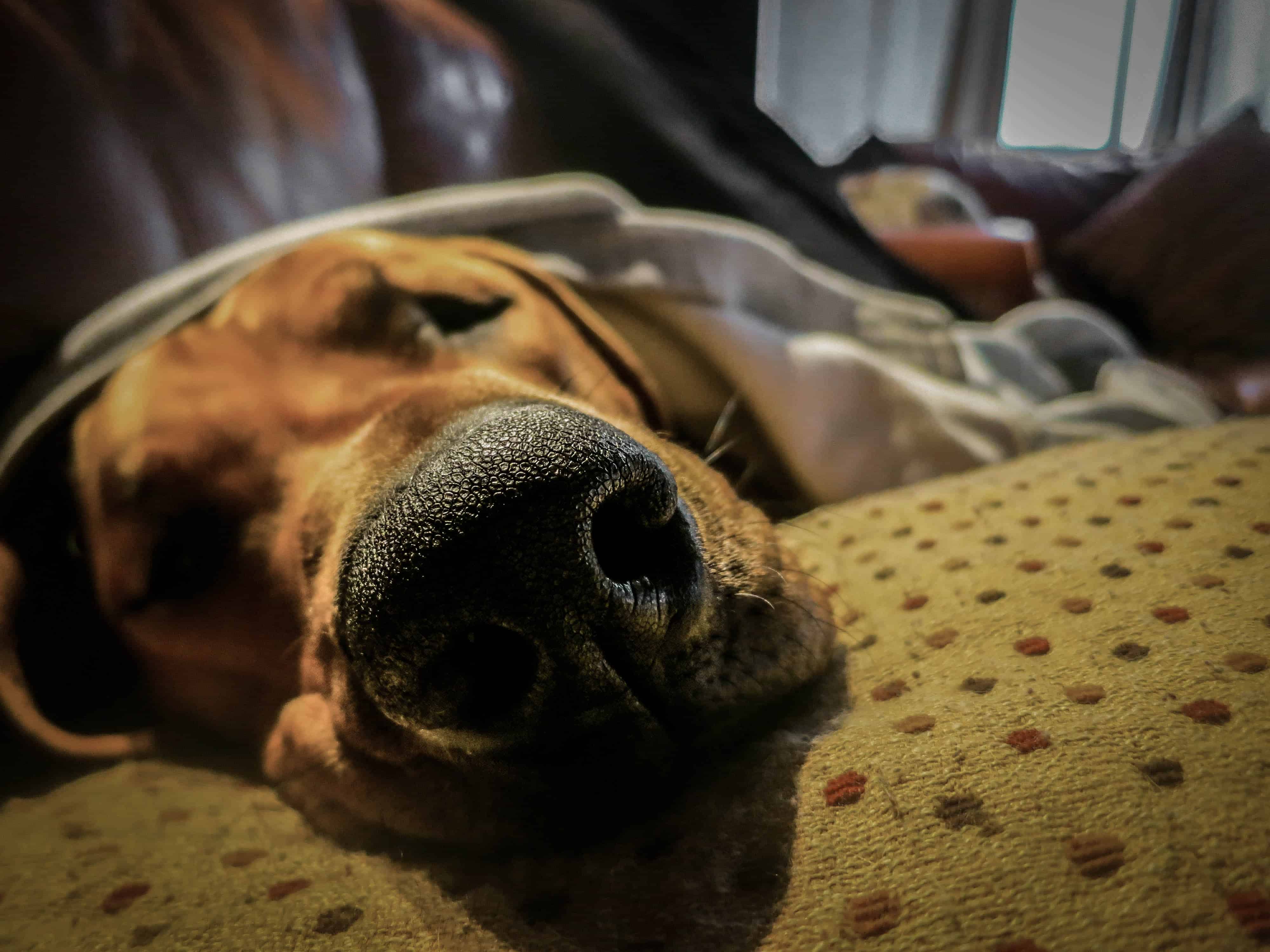 Rhodesian Ridgeback, dogs, puppies, dog blog, pet friendly, adventure, marking our territory