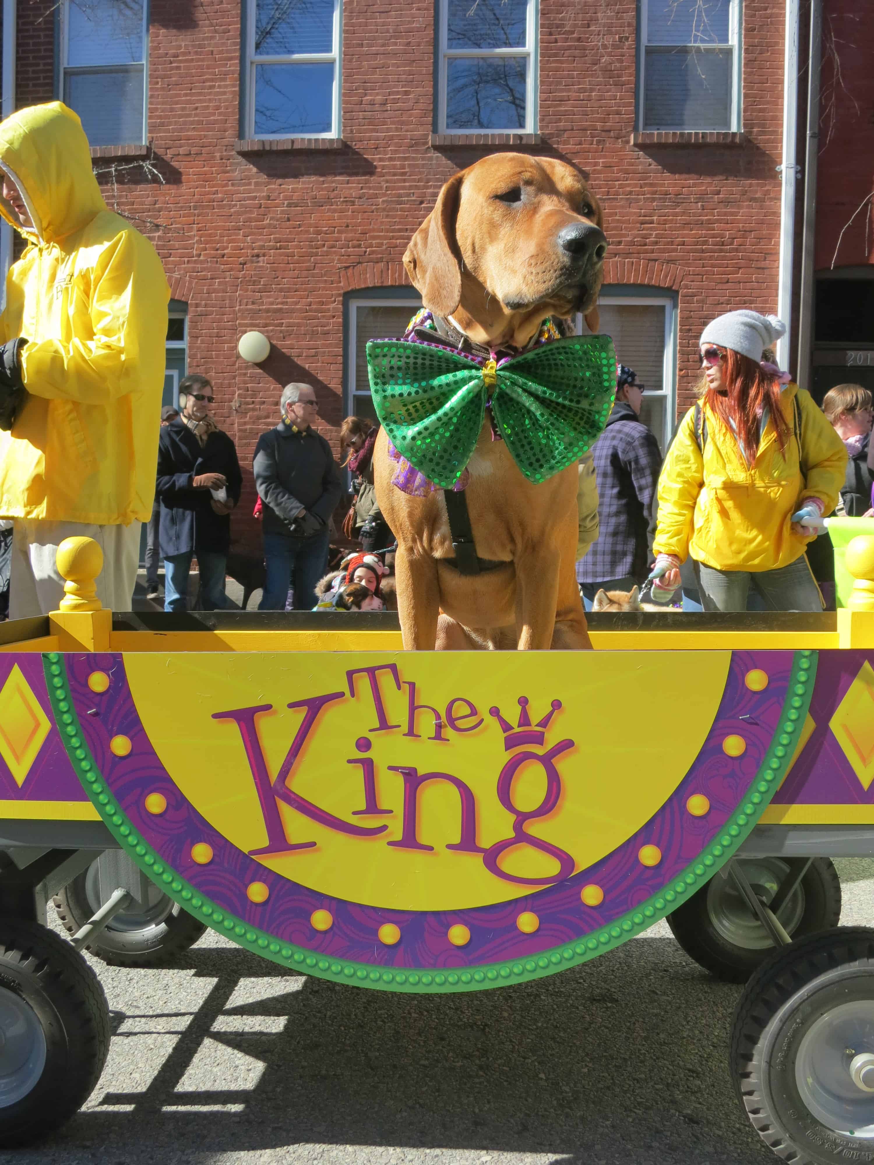 Rhodesian RIdgeback, beggin pet parade