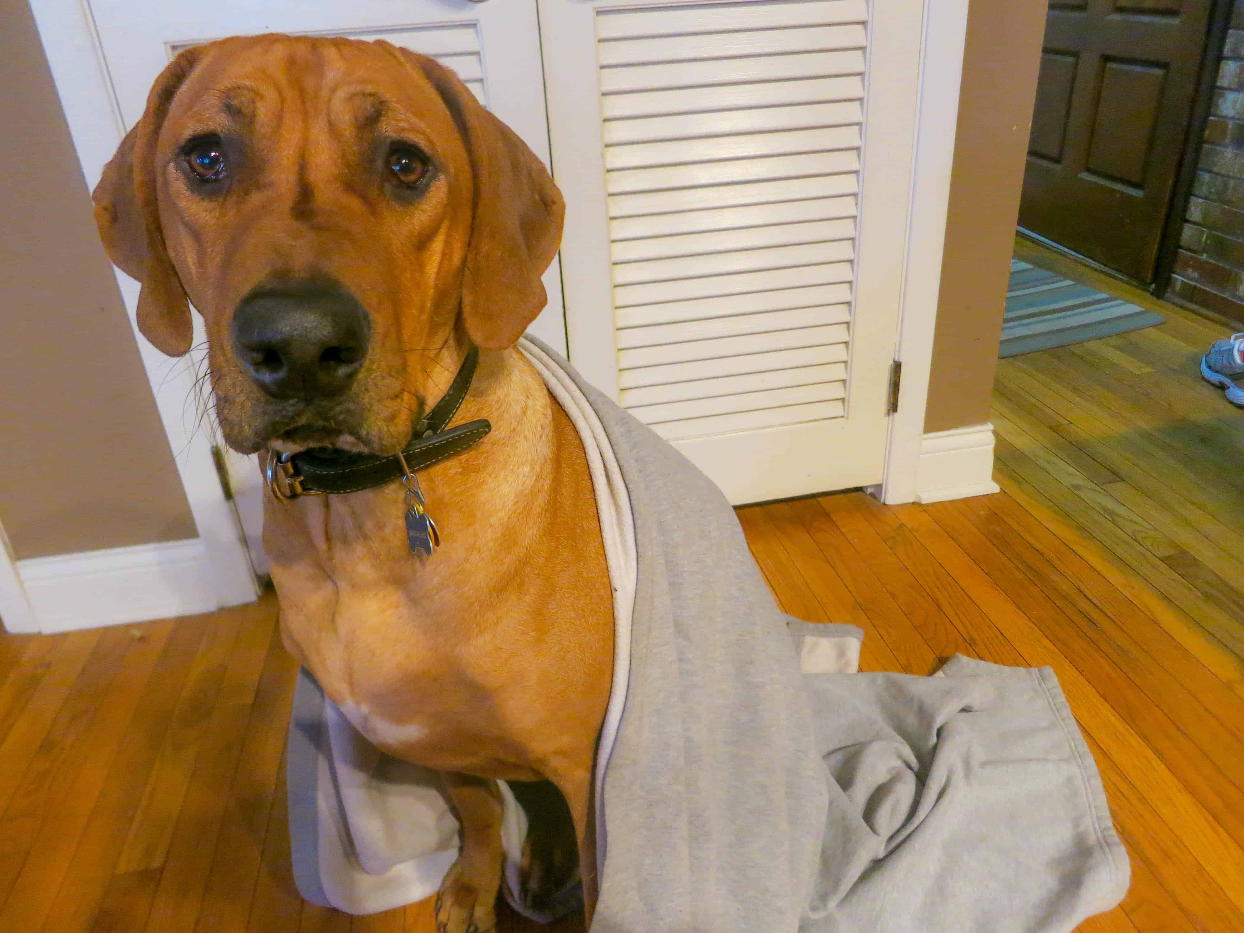 Rhodesian Ridgeback, dogs, adventure. photos, chicago