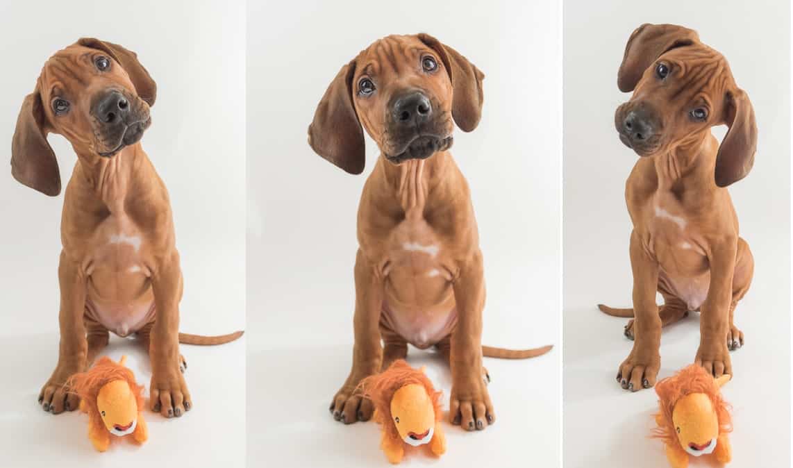 Rhodesian Ridgeback, puppy, lion