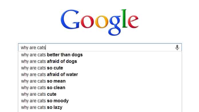 funny, google, dogs, cats, pets