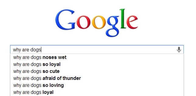 funny, google, dogs, cats, pets